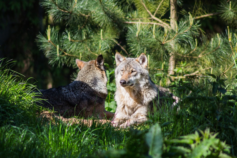 Wölfe im Westerwald Neues Wolfsrudel sorgt für Aufsehen im Kreis