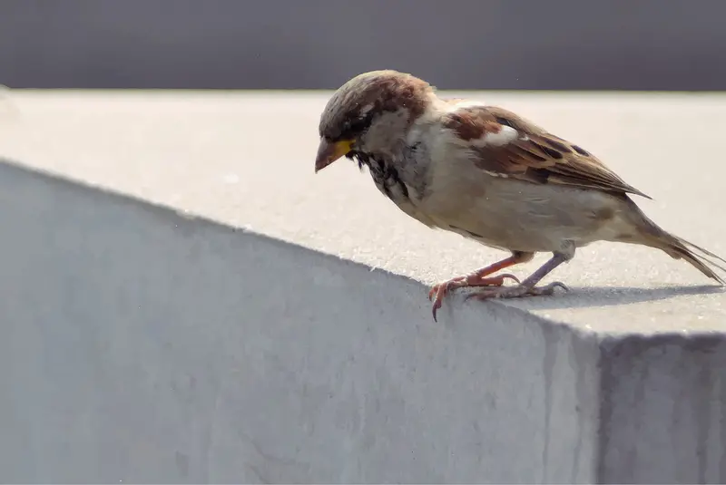 Was macht Berlins Tierwelt einzigartig?