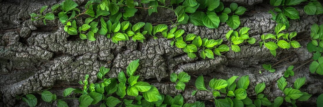 Berlin plant, in erneuerbare Energien zu investieren und die Wärmegewinnung emissionsfrei zu gestalten. B.Z. hat sich daher erkundigt, ob die Leser noch mit Öl oder Gas heizen oder bereits auf alternative Technologien umgestiegen sind. In einer vorherigen Umfrage wollte die B.Z. von den Lesern wissen, welcher Lärm sie am meisten stört. 42 Prozent gaben an, dass lärmende Nachbarn ihr größtes Ärgernis sind, gefolgt von aufheulenden Automotoren mit 27 Prozent, lauten Passanten/Party-Volk mit 23 Prozent und lauter Musik mit 8 Prozent. Die Umfrageergebnisse zeigen deutlich, dass Lärm ein Thema ist, das viele Menschen betrifft. Doch auch die Art der Wärmegewinnung spielt …