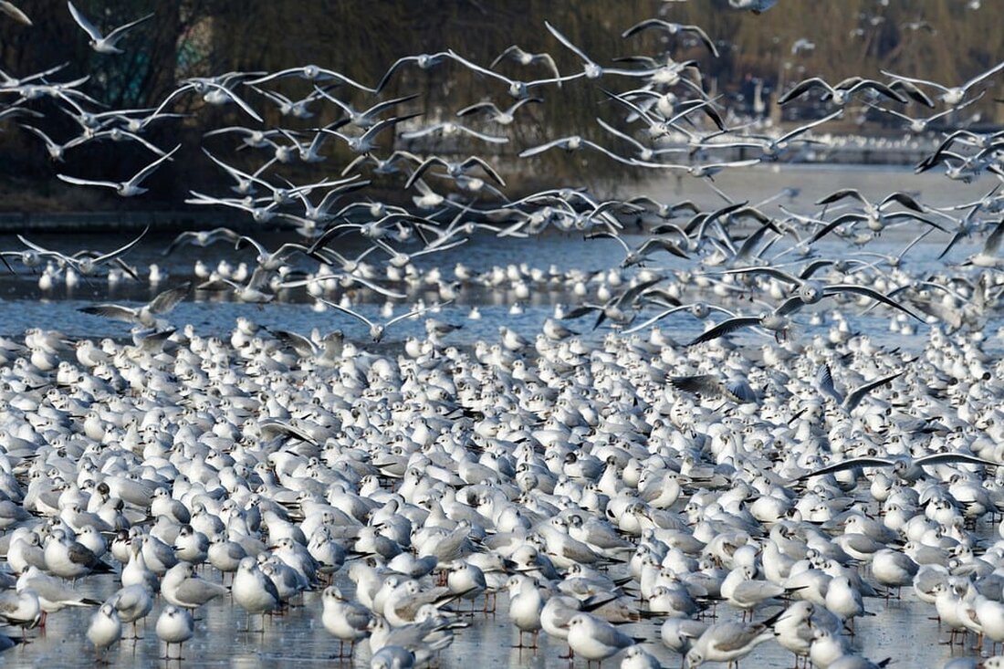 Die umstrittene Geflüchtetenunterkunft am Schlosspark Schönhausen in Berlin-Pankow wird laut aktuellen Informationen dauerhaft bestehen bleiben. Zwar sieht das Sonderbaurecht gemäß Paragraf 246 des Baugesetzbuches eine „Rückbauverpflichtung“ vor, doch es ist unwahrscheinlich, dass die beiden L-förmigen Gebäude nach Ablauf der geplanten mindestens fünfjährigen Nutzung abgerissen werden. Stattdessen könnte ihre Nutzung langfristig als reguläre Wohnhäuser erfolgen, wie es ursprünglich geplant war. Die Entscheidung, das Flüchtlingsheim am Schlosspark Schönhausen langfristig beizubehalten, ist aufgrund der steigenden Nachfrage nach Wohnraum in Berlin nachvollziehbar. Die Hauptstadt Deutschlands hat in den letzten Jahren einen massiven Zustrom von Menschen erlebt, was zu einem enormen Druck auf den Wohnungsmarkt …