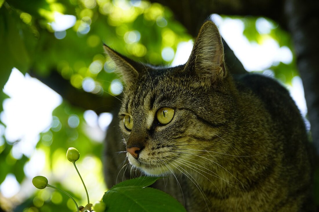 Bei einer Polizeikontrolle in Gesundbrunnen verletzte ein unbekannter Fahrer einen Beamten und floh mit seinem BMW. Die Polizei ermittelt.