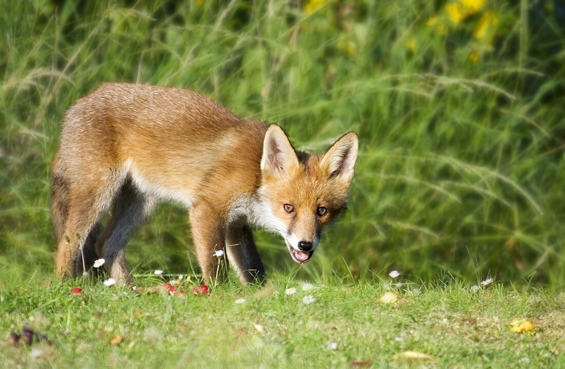 Füchse in der Stadt – Parasitologe zum Fuchsbandwurm: „Halte Gefahr für sehr gering“ Ex-RKI-Chef Lothar Wieler warnte jüngst vor Füchsen in der Stadt – sie könnten schwerwiegende Krankheiten übertragen. Ein Parasitologe beschreibt die reale Gefahr für Berliner nun näher. „Iss keine Beeren unter Kniehöhe, da war vielleicht der Fuchs dran!“ Schon Oma wusste, dass der Fuchsbandwurm gefährlich sein kann. Und der ehemalige Chef des Robert-Koch-Instituts (RKI), Lothar Wieler, warnte am Wochenende vor Füchsen und deren Ausscheidungen. Tatsächlich ist der Fuchsbandwurm einer der wenigen Parasiten in Deutschland, der beim Menschen schwere Erkrankungen – die alveoläre Echinokokkose – hervorrufen kann. „Die Gefahr …