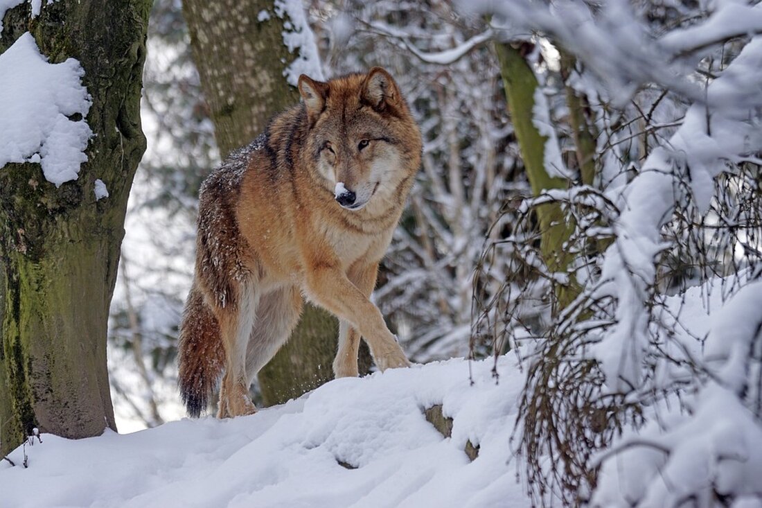 Eine Löwin, die seit Donnerstagmorgen südwestlich von Berlin gesucht wird, könnte sich laut Angaben der Polizei in Zehlendorf befinden. Veterinäre sollen das Tier gefahrlos betäuben können. Zuvor hatte die Polizei mitgeteilt, dass das Wildtier möglicherweise im Süden der Hauptstadt nahe der Stadtgrenze zu Brandenburg gesichtet worden sei. Es handelt sich dabei um eine Löwin, die im Umfeld des Waldfriedhofs Zehlendorf gesichtet worden sein soll. Polizeiwagen waren rund um das Gebiet auf Berliner und Brandenburger Seite im Einsatz. Auch in Kleinmachnow, Stahnsdorf und Teltow wird nach dem Tier gesucht. Zur Unterstützung der Suche wird ein gepanzertes Fahrzeug des Spezialeinsatzkommandos (SEK) eingesetzt. …