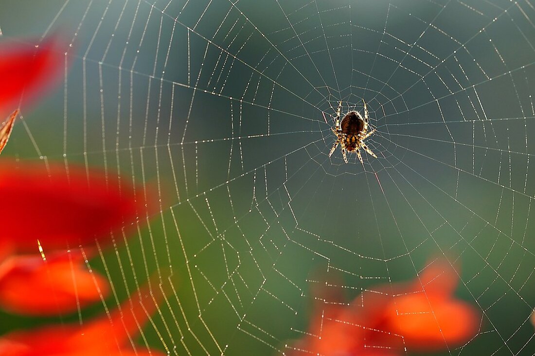 In den vergangenen Wochen haben die Bürger vermehrt über gespinstartige Netze in den Parks und Grünanlagen des Bezirks berichtet. Diese Netze werden von Gespinstmotten gebaut, die zu den Nachtfaltern zählen und für den Menschen völlig ungefährlich sind. Gespinstmotten sind kleine Schmetterlinge, die ihre Eier im Juli und August an Zweigen ablegen. Die Raupen schlüpfen im Herbst und überwintern, um ab April an austreibenden Sträuchern und Bäumen zu fressen und ab Anfang Mai ihre gespinstartigen Netze zu bauen, die sie vor Fressfeinden und den Witterungsbedingungen schützen. Die Raupen der Gespinstmotte können zu Fraßschäden an den Gehölzen führen, was die Vitalität der &hellip;