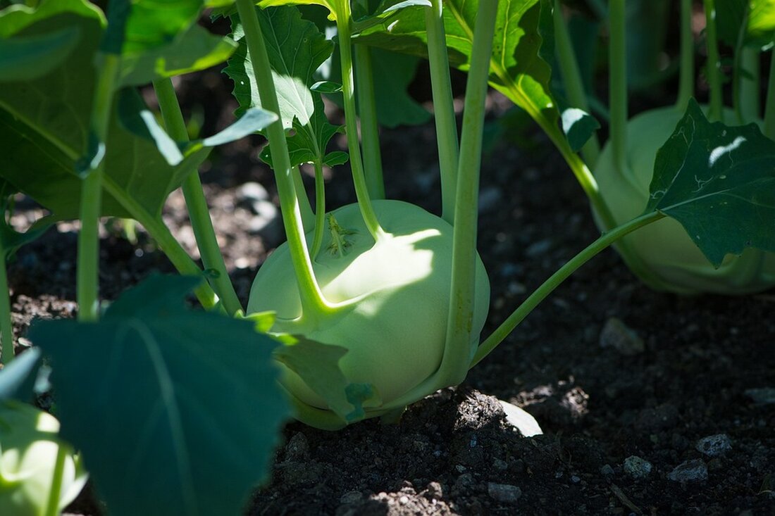 Die Kleingärten in Berlin sind nicht nur wichtige Ruheoasen für die Bewohner, sondern auch bedeutende Lebensräume für Pflanzen und Tiere. Der Bezirksverband Tempelhof feiert sein 100-jähriges Bestehen und lädt alle Interessierten herzlich ein, an den Festlichkeiten teilzunehmen. Bezirksstadträtin Dr. Saskia Ellenbeck lobt die engagierte Arbeit der beiden Bezirksverbände, die die Verwaltung und Pflege der über 7.000 Kleingärtenparzellen im Bezirk ermöglichen. Ein abwechslungsreiches Programm erwartet die Besucher, darunter Bungee-Jumping für Kinder, Shows, Live-Musik, Informationsstände zum Kleingartenwesen und ein Feuerwerk zum Abschluss. Zudem wird der Flyer „Mein Kleingarten – Zehn Maßnahmen für mehr Artenvielfalt und Klimaanpassung“ präsentiert, der vom Umwelt- und Naturschutzamt &hellip;