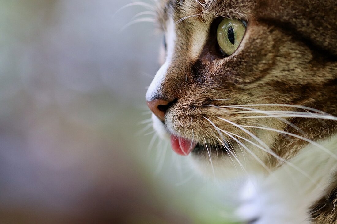 Die Berliner Feuerwehr hat kürzlich eine Rettungsaktion für eine kleine Katze durchgeführt, die auf einem Dach festsaß. Der Vorfall ereignete sich in der Dirschauer Straße in Berlin-Friedrichshain. Die Besitzerin des roten Katers, der aufgeregt und maunzend auf dem Dach saß, war am Boden verzweifelt. Das Dach war abschüssig und der Kater konnte nicht mehr vor oder zurück. Er rutschte immer weiter vor bis zur Dachrinne, sodass nur ein Gitter seine Katze vor dem Absturz bewahrte. Die Berliner Feuerwehr wurde gegen 1.50 Uhr von den Beamten der Berliner Polizei alarmiert. Innerhalb von 10 Minuten traf eine Drehleiter am Einsatzort ein. Die …