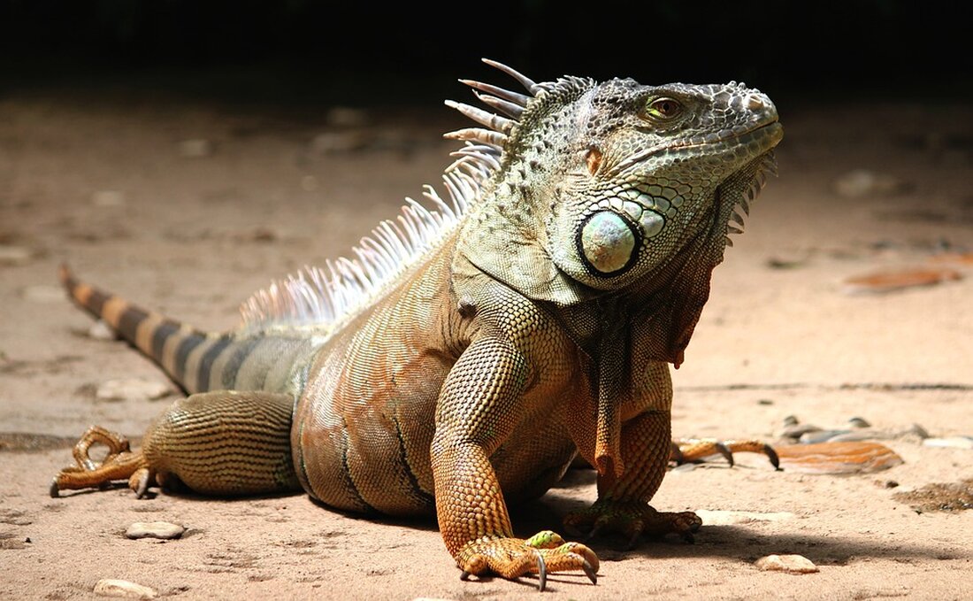 Leguan überrascht Berliner: Innenstadtausflug für das exotische Reptil Während die Berliner Behörden fieberhaft nach einer vermuteten Löwin im Süden der Hauptstadt suchten, sorgte ein Leguan im Zentrum Berlins für unerwartete Aufregung. Das exotische Tier wurde am Donnerstag auf dem Gelände des Bundesministeriums für Wirtschaft und Klimaschutz (BMWK) entdeckt. Das BMWK selbst teilte die ungewöhnliche Begegnung mit der Natur am Freitag via Twitter mit den Worten: &#8222;In Großstädten gibt es manchmal überraschende Begegnungen mit der Natur. &#8230; Das BMWK als vielfältiges und widerstandsfähiges Ökosystem.&#8220; Offensichtlich war man im Ministerium nicht allzu überrascht von dem leguanen Besucher. Auch das Bezirksamt Berlin-Mitte informierte &hellip;