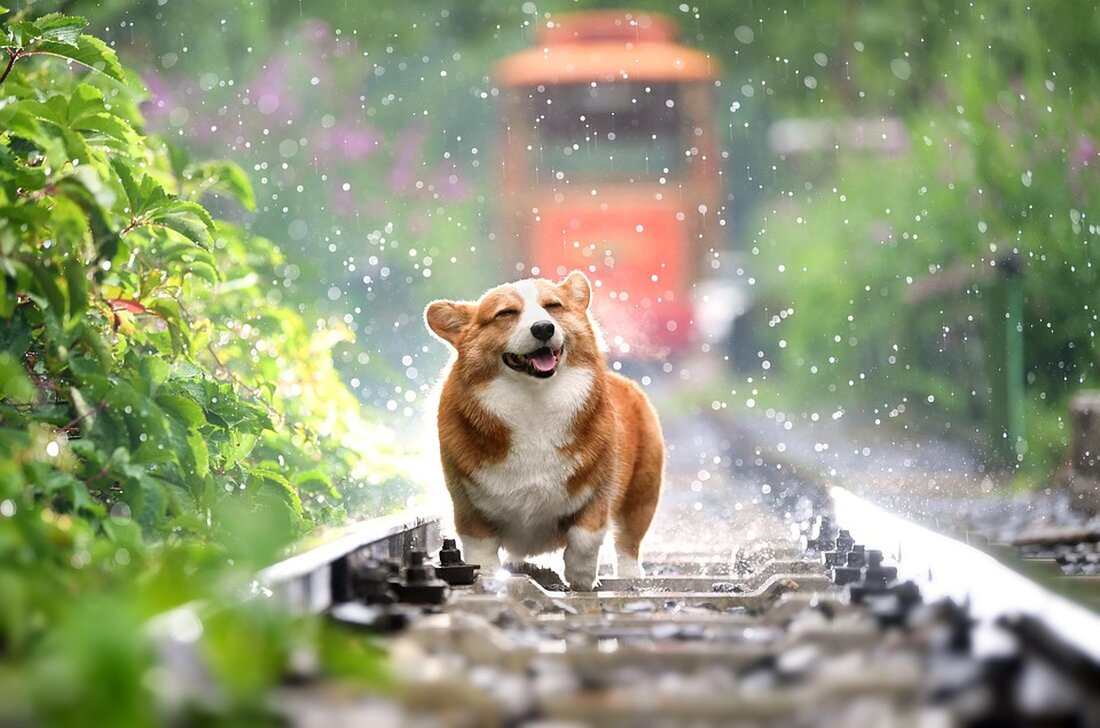Regen, Sturm und Gewitter werden am Dienstag über Berlin und Brandenburg hereinbrechen. Laut dem Deutschen Wetterdienst (DWD) wird der Tag regnerisch beginnen, mit einer kurzen Pause am Vormittag, gefolgt von Schauern und einzelnen Gewittern. Die Meteorologen erwarten zudem stürmische Windböen und örtlich Starkregen. Die Wetterlage wird sich abends wieder beruhigen und die Höchsttemperaturen werden zwischen 21 und 23 Grad liegen. In der Nacht zum Mittwoch wird es bewölkt sein und vor allem in der zweiten Hälfte trocken. Die Temperaturen werden auf 14 bis 12 Grad abkühlen. Der Mittwoch beginnt ebenfalls bewölkt und trocken, aber am Nachmittag wird Regen aus Richtung …