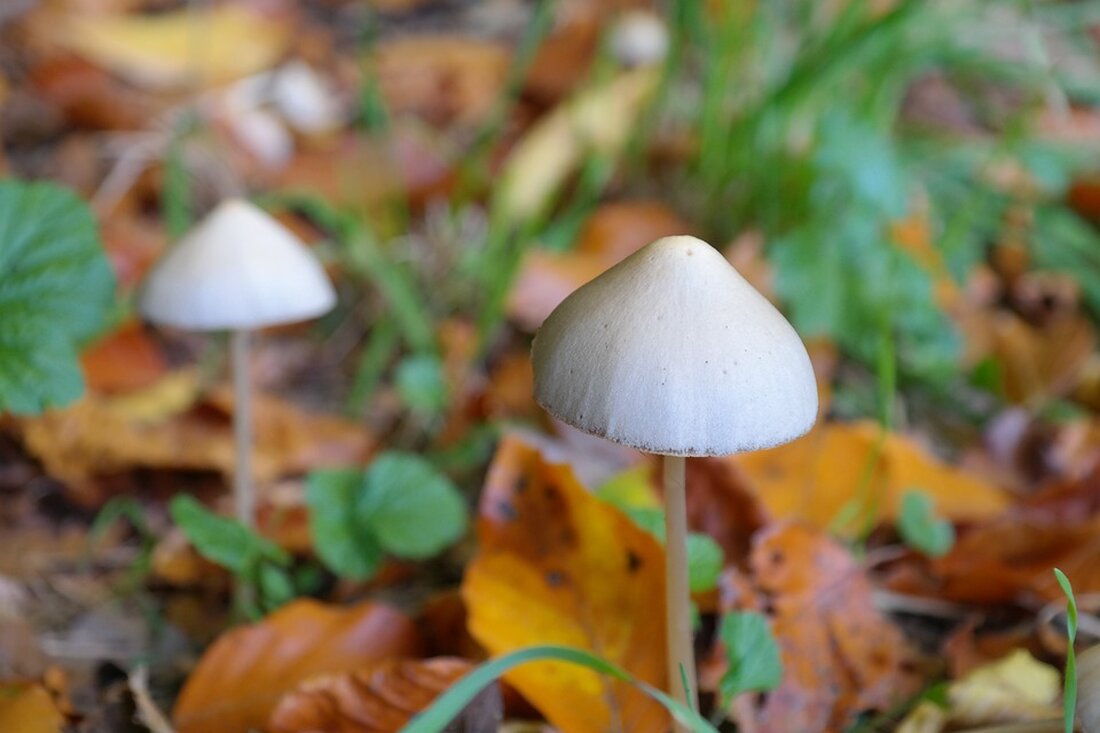 Zauberpilze gegen Magersucht: Das reicht noch nicht! Eine aktuelle Studie zeigt, dass Psilocybin, der Wirkstoff in Zauberpilzen, eine vielversprechende Therapieoption gegen Magersucht sein könnte. Laut dem Robert Koch-Institut leiden etwa ein Fünftel der deutschen Jugendlichen zwischen 11 und 17 Jahren an gestörtem Essverhalten, wobei vor allem junge Mädchen und Frauen von Magersucht betroffen sind. Allerdings ist die psychische Krankheit nur schwer zu behandeln, weshalb die Suche nach neuen Behandlungsmethoden von großer Bedeutung ist. Die erste Studie zu der Therapie mit Psilocybin wurde in den USA durchgeführt und zeigt bereits vielversprechende Ergebnisse. Experten sehen ein großes Potenzial für den Einsatz von &hellip;