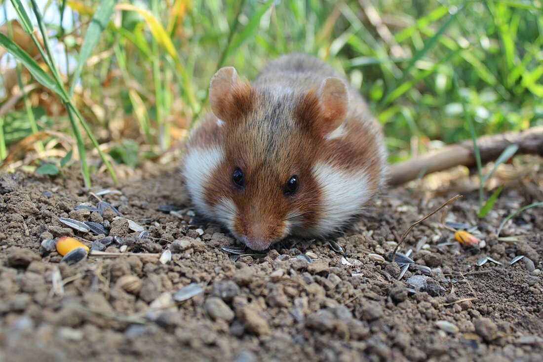 Erleben Sie die Wiederansiedlung des Feldhamsters in Niedersachsen! 24 Tiere wurden erfolgreich südlich von Göttingen in einem einzigartigen Schutzprojekt ausgesetzt, gefördert von der Heinz Sielmann Stiftung. Erfahre mehr über die Maßnahmen und das Ziel, eine stabile Population dieser bedrohten Art zu etablieren.