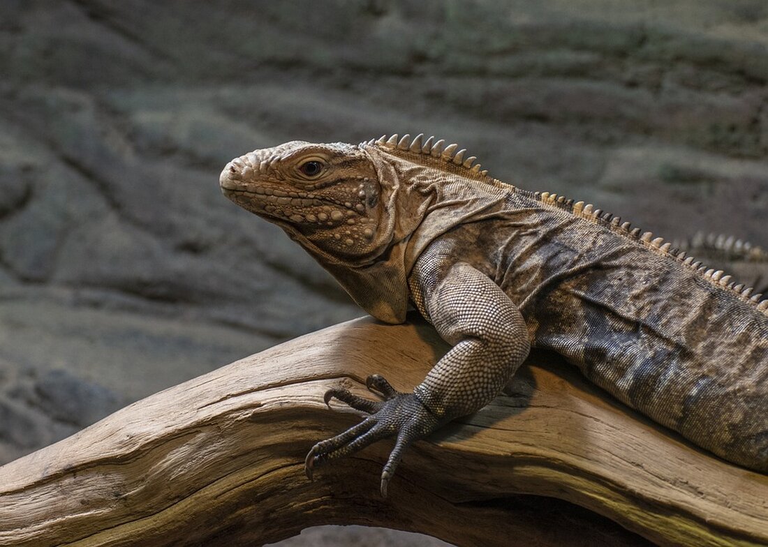 Meta-Beschreibung: Inmitten der 16. UN-Weltnaturkonferenz in Kolumbien fordert der Verband der Zoologischen Gärten (VdZ) eine zügige Umsetzung der globalen Biodiversitätsziele. Geschäftsführer Volker Homes betont, dass Zoos wichtige Akteure im Artenschutz sind und nicht zu Museen für ausgestorbene Arten verkommen dürfen. Erfahren Sie mehr über die zentrale Rolle moderner Zoos beim Erhalt bedrohter Tierarten und den Schutz unserer natürlichen Lebensräume.