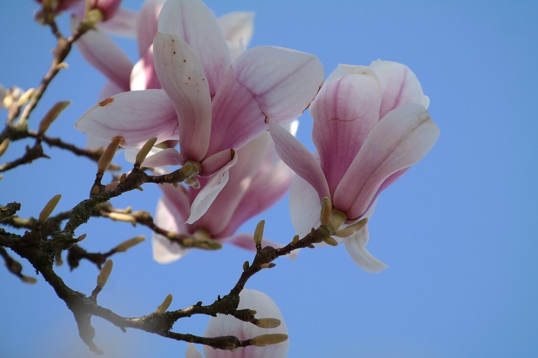 Erfahren Sie mehr über die Gefahr von Knieverletzungen im Frühling und wie Sie diese vermeiden können. Dr. med. Uwe-Jens Teßmann, Leiter der Unfallchirurgie im Helios Klinikum Berlin-Buch, klärt über Ursachen, Behandlungen und Präventionsmaßnahmen auf. Lesen Sie den Artikel hier.