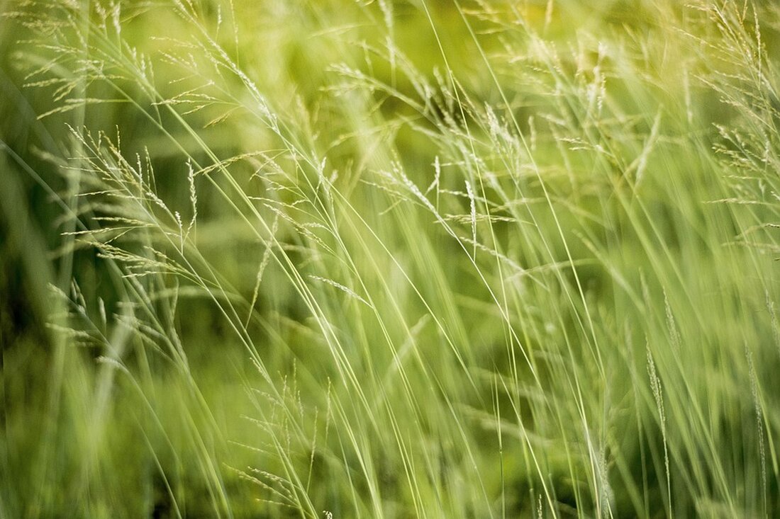 Erfahren Sie in unserem Artikel, wie Gesundheitsverbände und ProVeg Einzelhändler in Deutschland auffordern, eine pflanzenbetonte Ernährung zu fördern. Die wichtigsten Schritte: Preisreduktion für pflanzliche Produkte, Einführung eines „Protein Split Targets“ und die Umsetzung der „Superlist Environment“-Empfehlungen. Entdecken Sie, welche Rolle Supermärkte im Kampf gegen die Klimakrise und zur Verbesserung der Gesundheit spielen können.