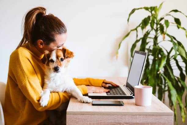 Hund im Home-Office