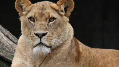 Löwin bei Kleinmachnow ausgebrochen: Wo jetzt Gefahr in Berlin droht