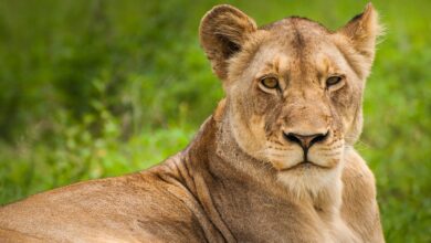 Löwin bei Berlin: Raubtiere zu halten, muss verboten werden