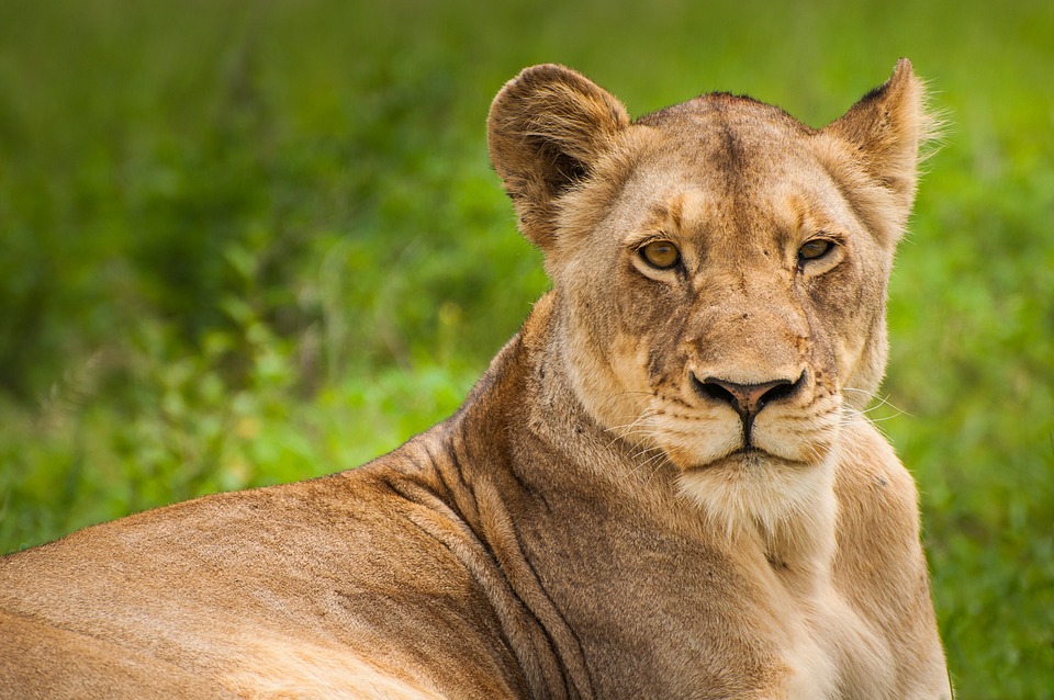 Löwin bei Berlin: Raubtiere zu halten, muss verboten werden