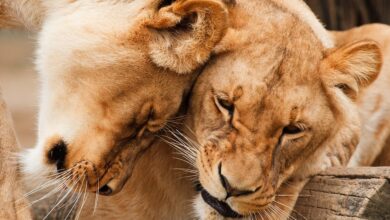 Löwin entlaufen: Video zeigt Tier ++ Suche läuft auf Hochtouren
