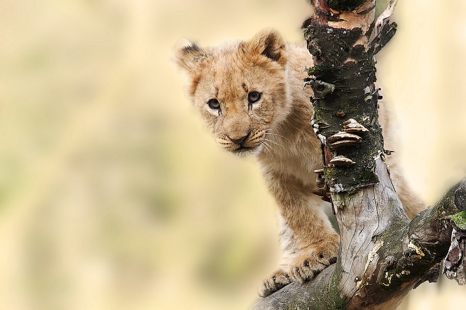 Wildtierfotograf hätte kein Foto gemacht