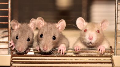 Bezirksamt startet Kampagne gegen Ratten auf Spielplätzen