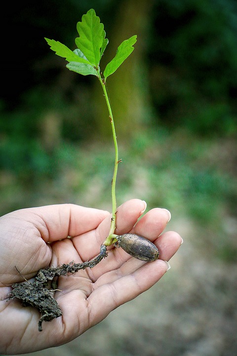 „Baum sucht Grundstück zum Altwerden“: Umwelt- und Naturschutzamt verschenkt Bäume
