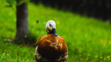 „Grün und gesund – gemeinsam bewegen wir den Kiez“: Das Kiezlabor öffnet