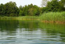 Fischsterben aufgrund schlechter Wasserqualität im Großen Teich im Volkspark Friedrichshain