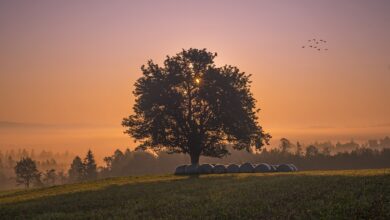 Allgemeinverfügung zum Schutz empfänglicher Tierarten gegen die Blauzungenkrankheit erlassen