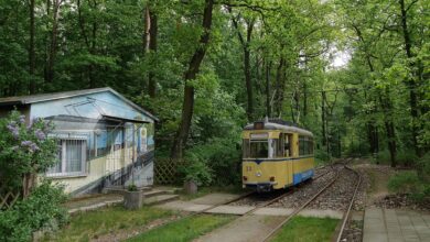 231 Jahre alte Eiche im Müggelwerder Weg in Rahnsdorf muss gefällt werden – Sie war ein Naturdenkmal