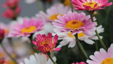 Gartenarbeitsschule bietet vier Plätze für Freiwillige im Ökologischen Jahr