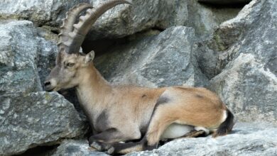 259. Kiezspaziergang: Halensee: Durch den kleinsten Ortsteil des Bezirks