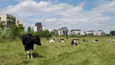 Temporärer Radweg am Spandauer Damm