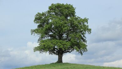 Pankower Ausbildungspreis in der WABE vergeben