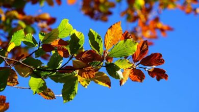 Schließtag der Bürgerämter am 17. Oktober