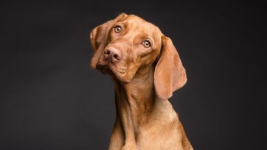 Bezirksamt Spandau startet Pilotprojekt “Bürohunde”