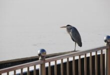 Winterzauber in der Gartenarbeitsschule Neukölln