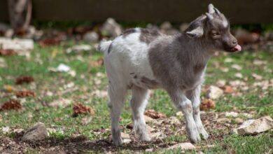 „Zickig oder selbstbewusst?“ - Netzwerkabend im Schloss Schönhausen am 14. November